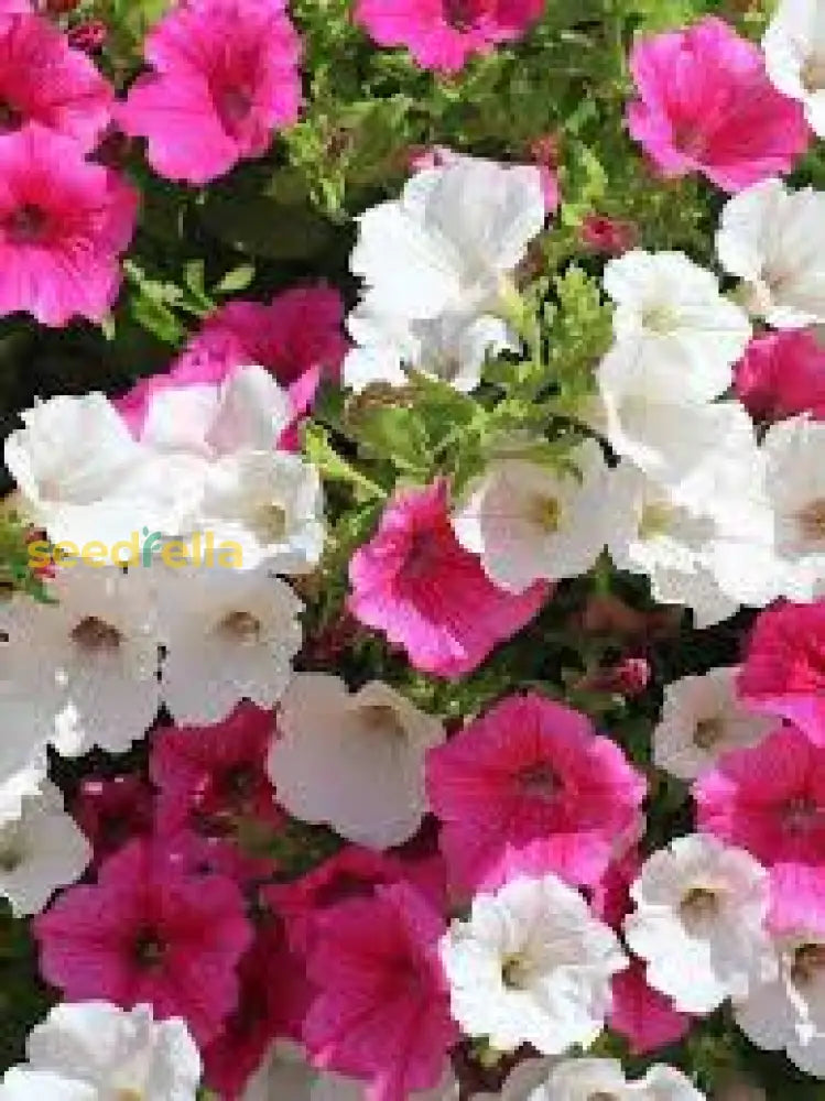 Planting Tips For Mixed White Petunia Flower Seeds