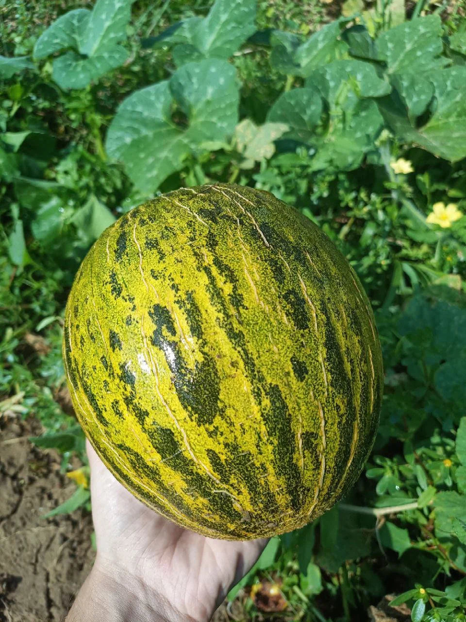 Step-by-step guide for planting Green Toadskin melons