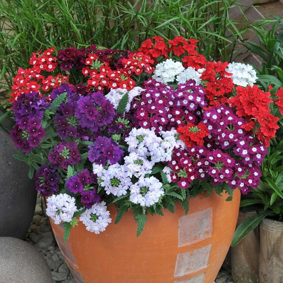 How to Grow Mixed Color Verbena Flowers