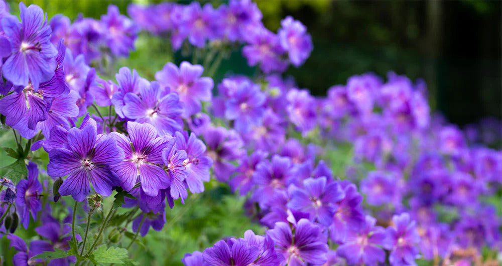 Planting violet climbing geranium seeds in garden beds