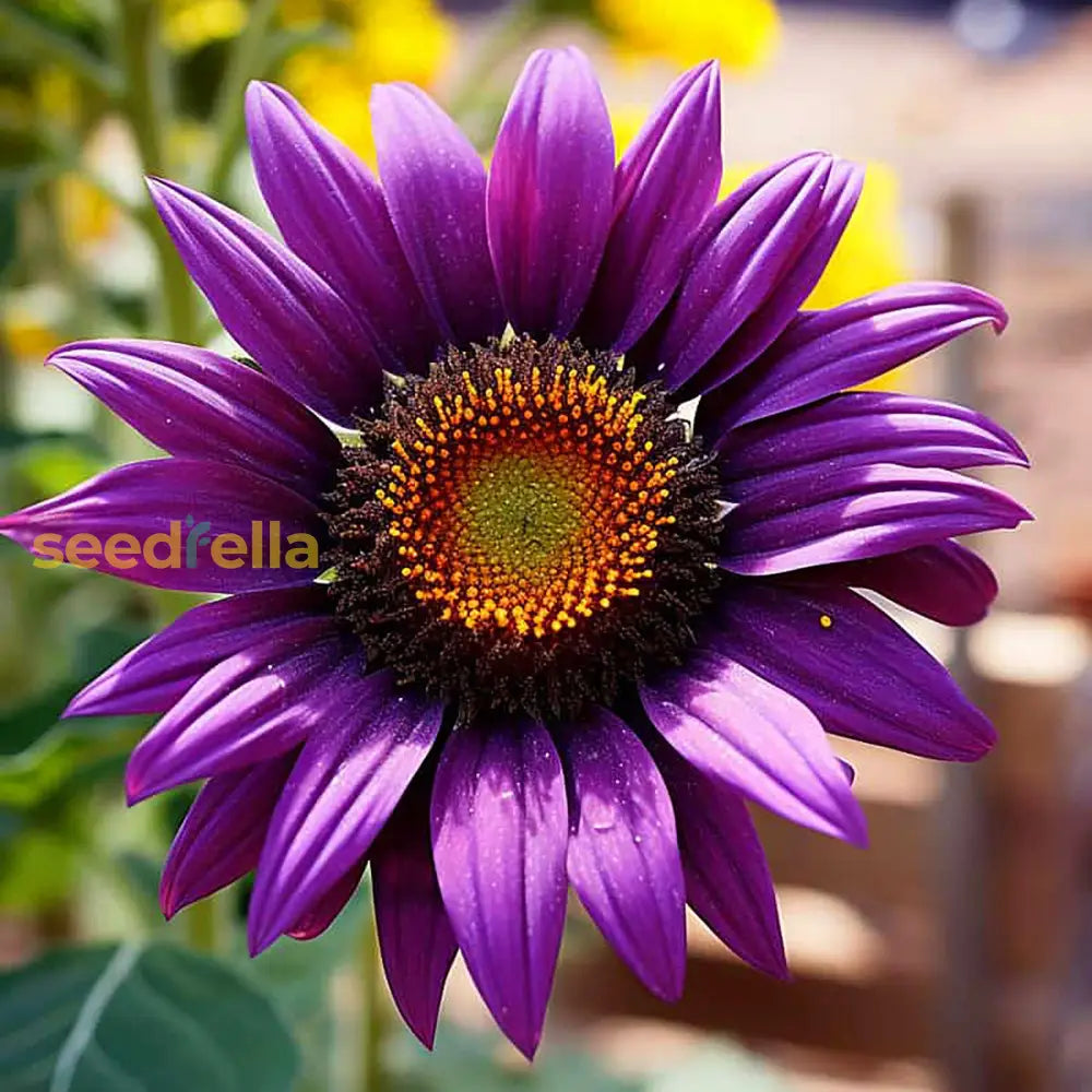 Planting violet mini sunflower seeds in garden soil