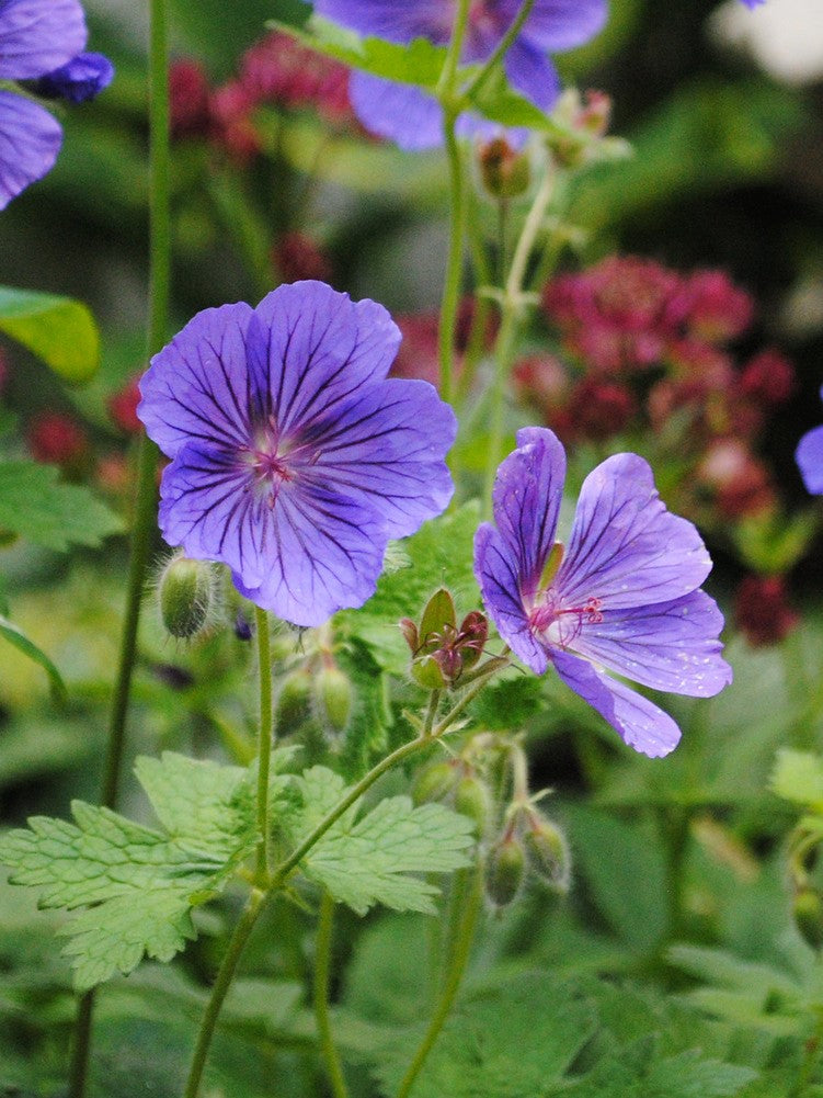 Planting violet red geranium seeds in garden beds