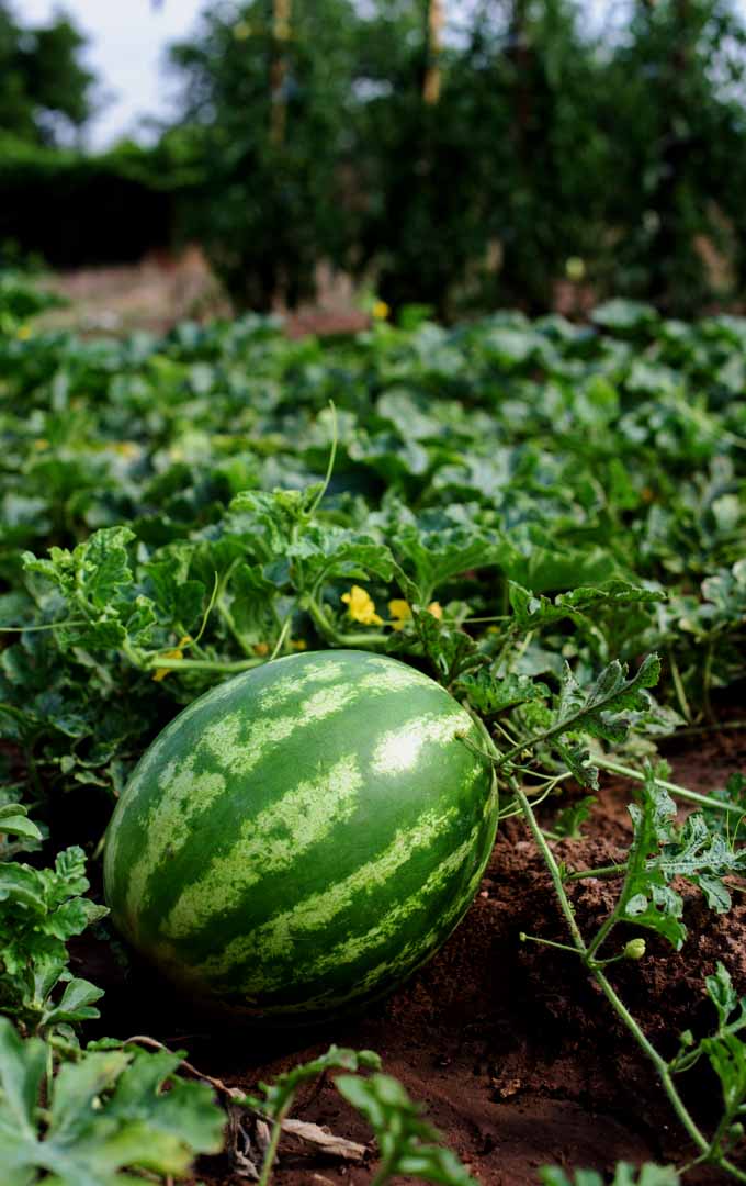 Step-by-step planting guide for green watermelon seeds