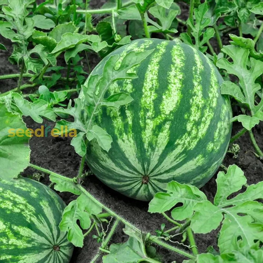 How to Plant High-Quality Watermelon Seeds