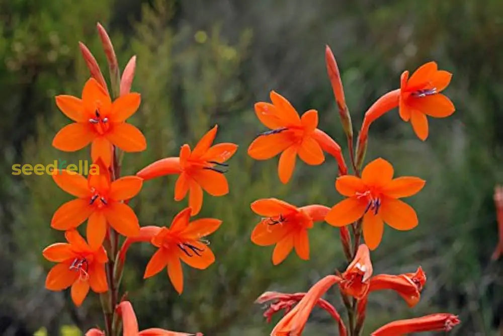 Planting Watsonia pillansii Bugle Lily seeds in garden soil