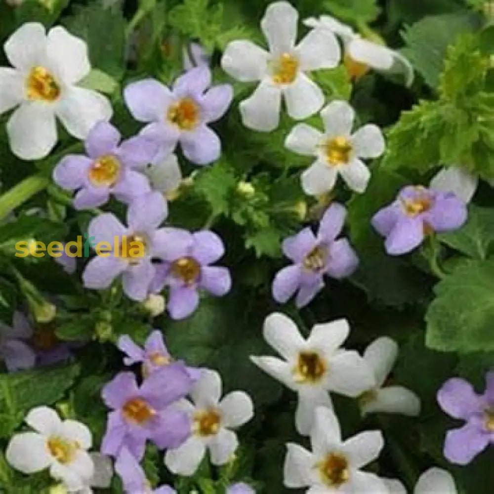 Planting White Bacopa Utopia Flower Seeds