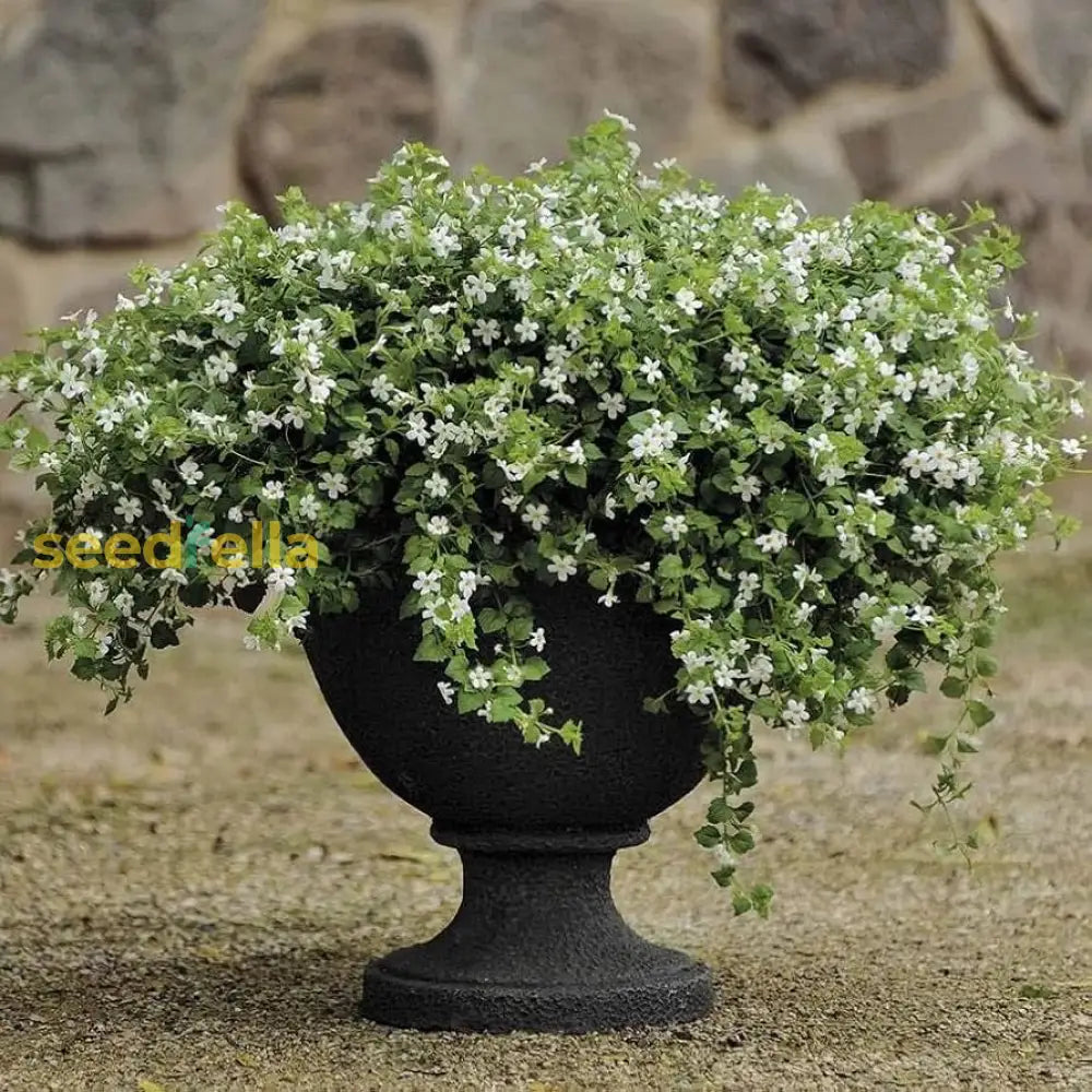 Planting White Bacopa Utopia Flower Seeds