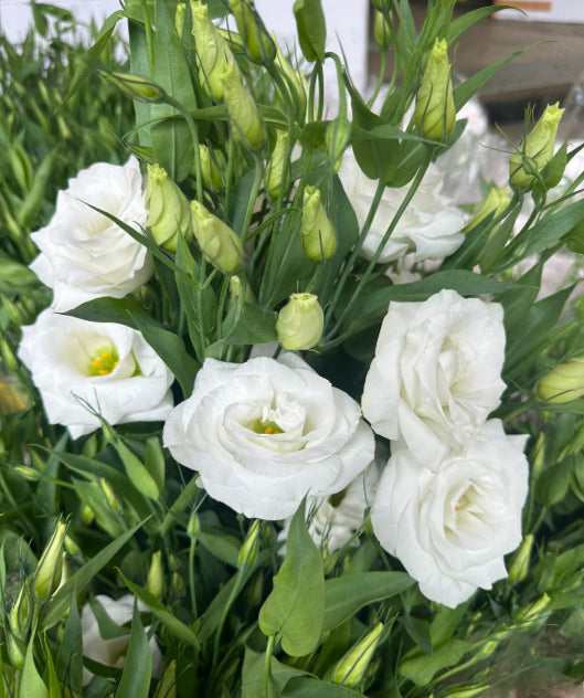 Planting White Eustoma seeds in garden beds