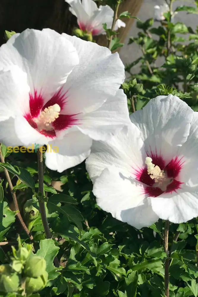 Planting White Hibiscus Seeds For Vibrant Garden Displays Flower