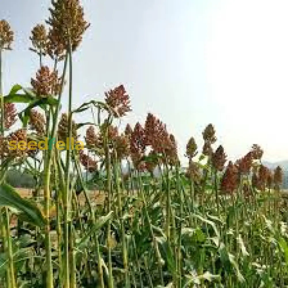 Planting White Sorghum  Seed For Thriving Growth In Your Garden Plant Seeds