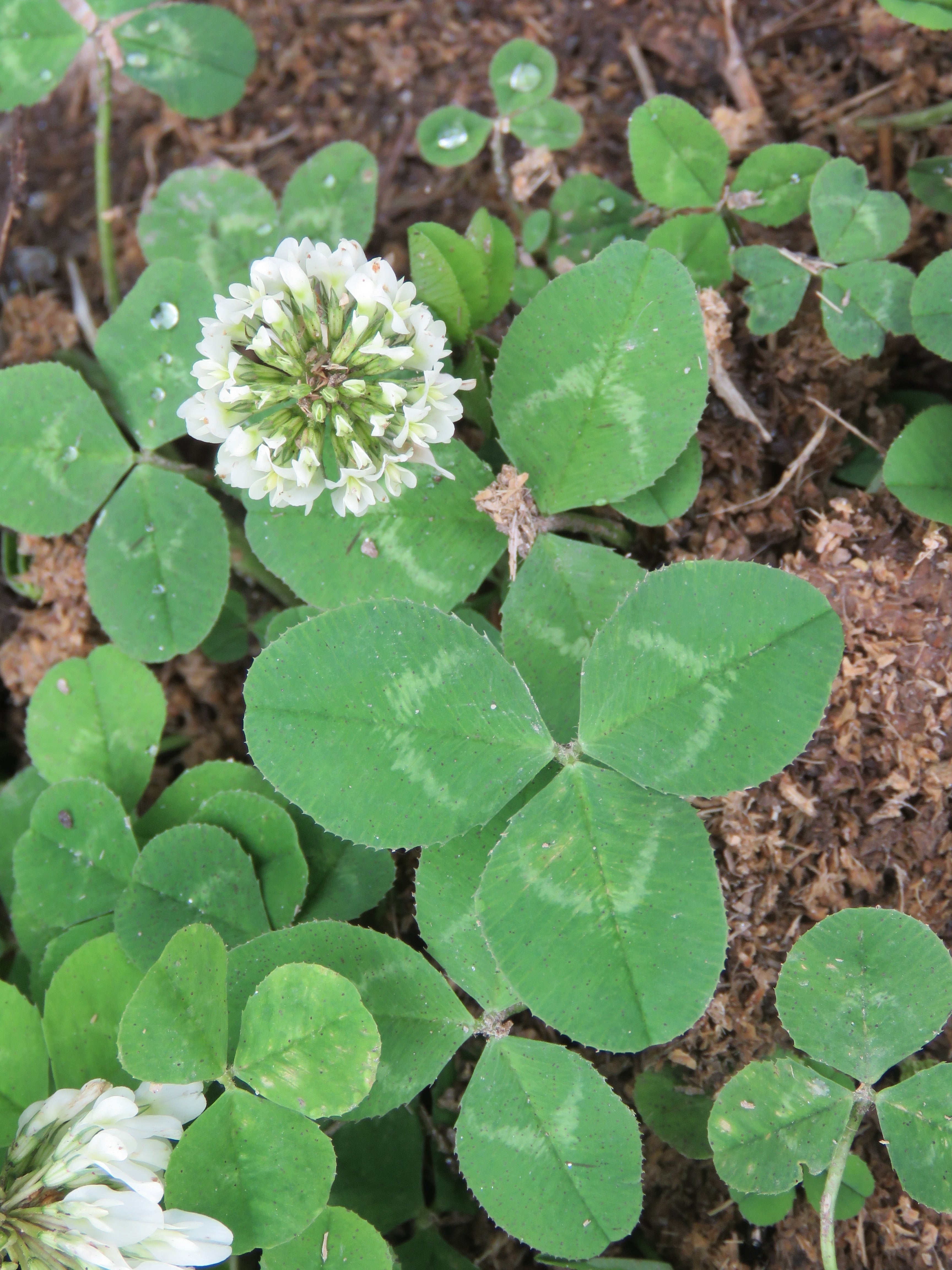How to Plant White Trifolium Repens Seeds for Garden Lawns