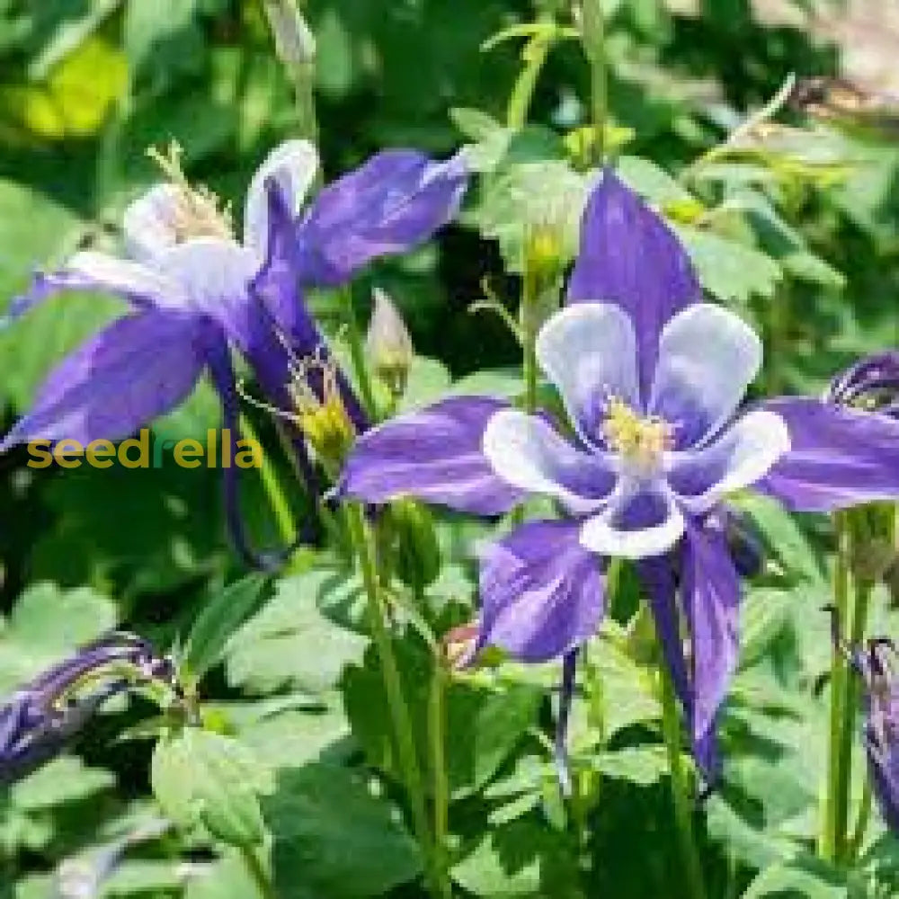 Planting White Violet Aquilegia Flower Seeds For Gorgeous Garden Blooms