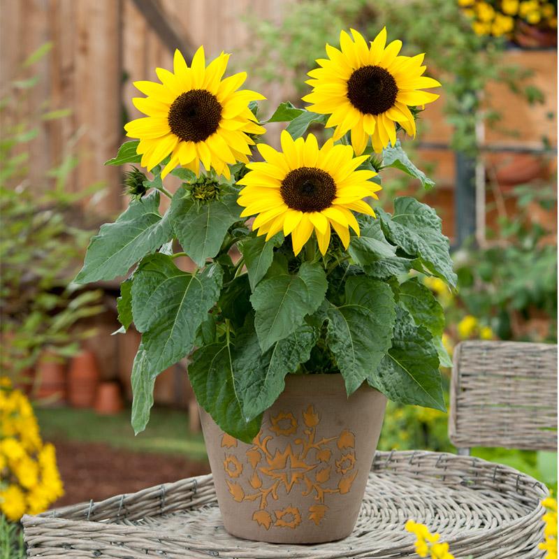 Planting yellow mini sunflower seeds in garden beds