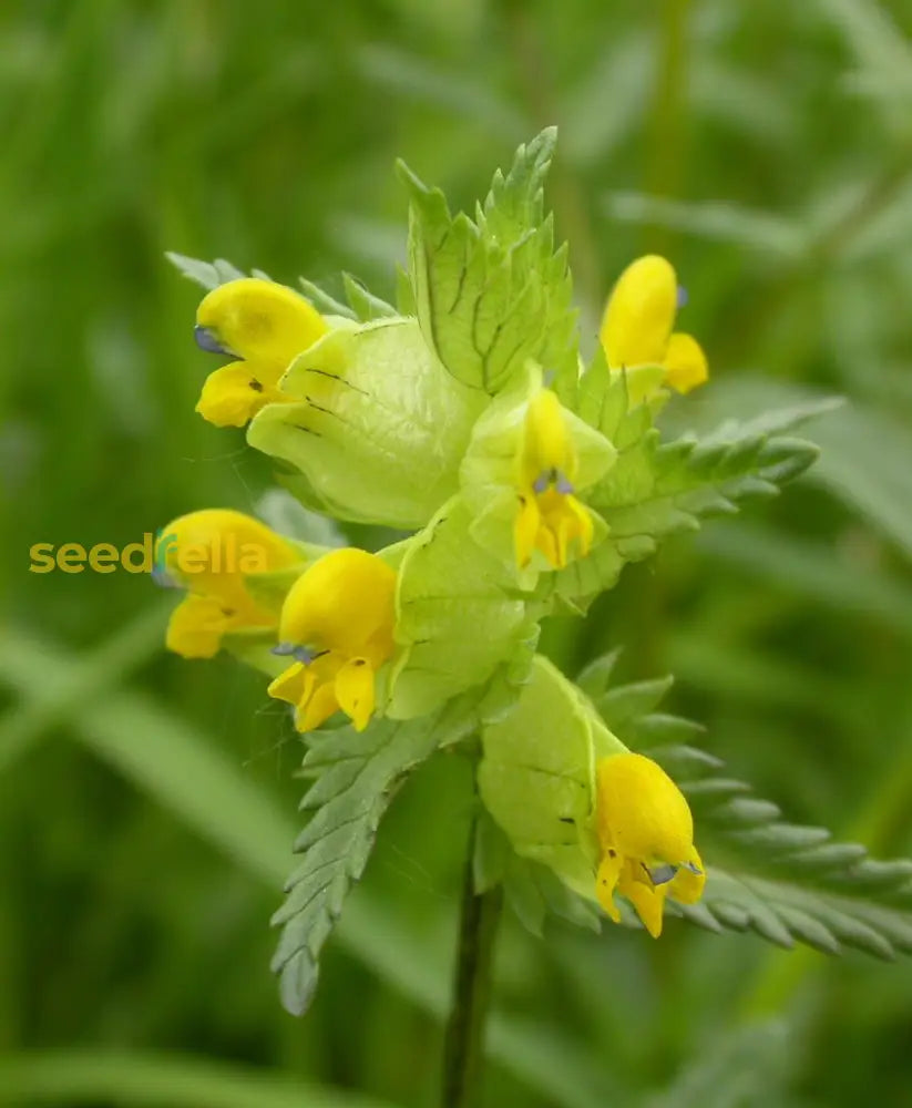 Planting yellow rattle seeds in garden beds