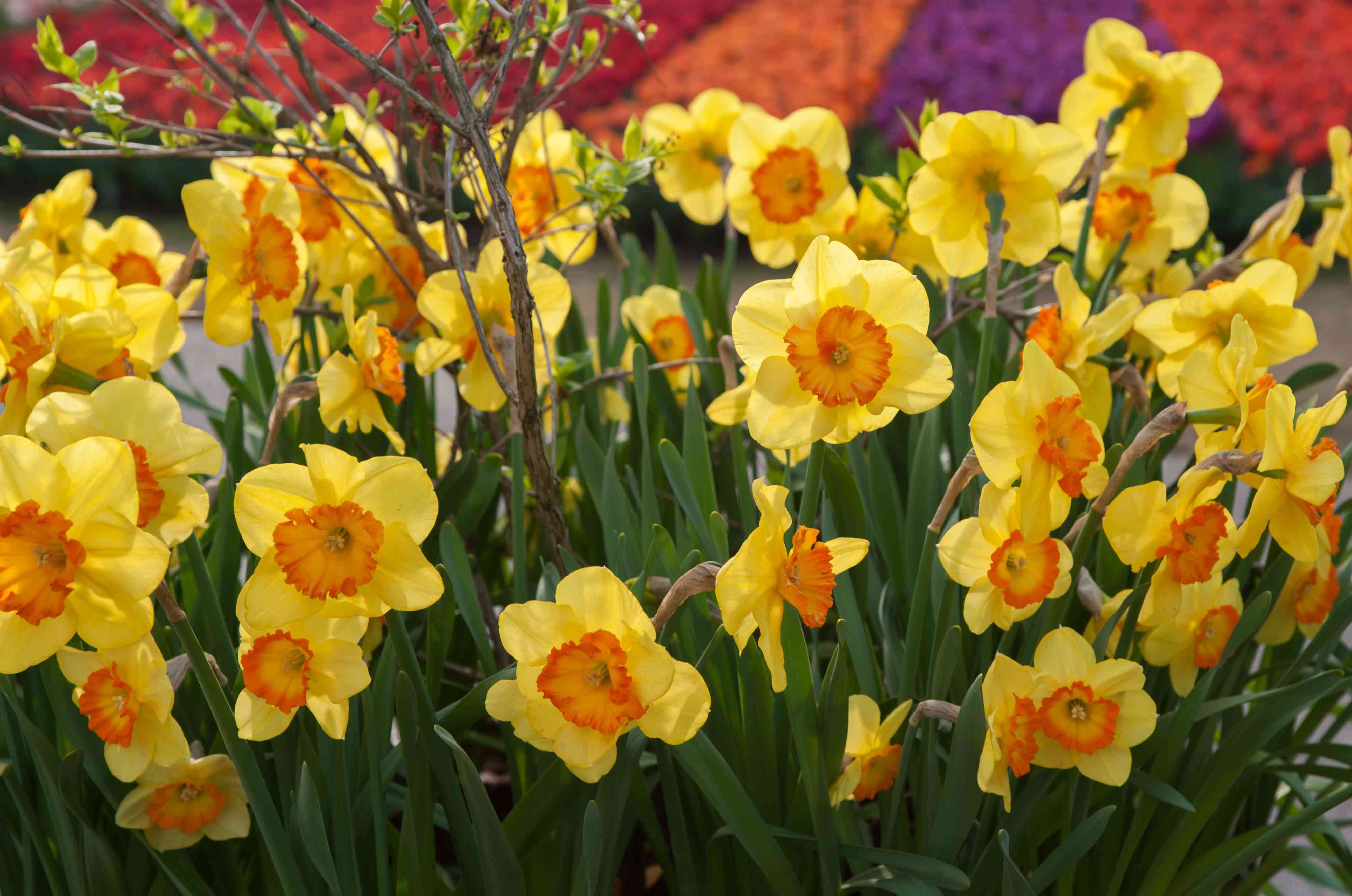 Planting yellow red daffodil seeds in garden beds