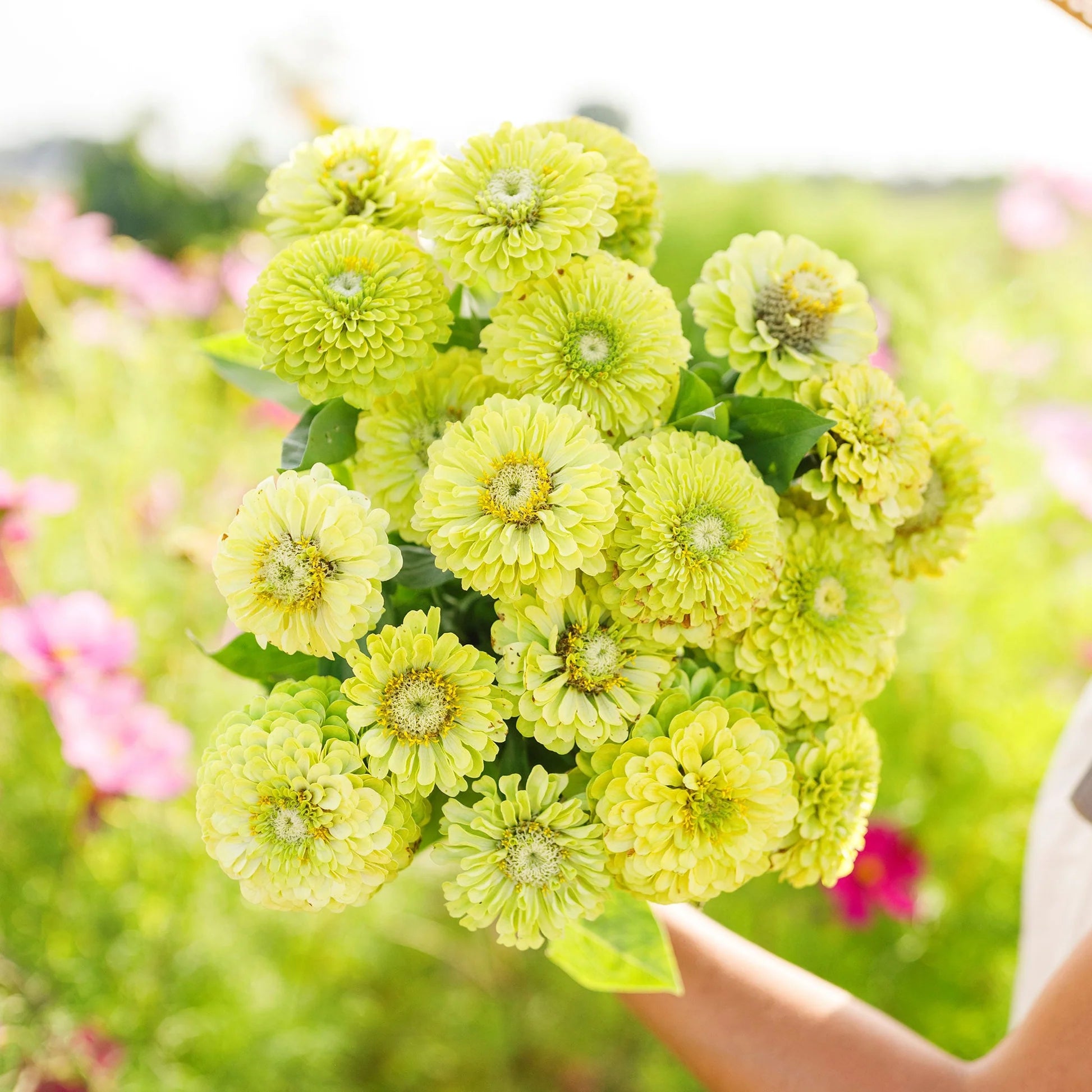 Green Zinnia Flowers Blooming in Landscape
