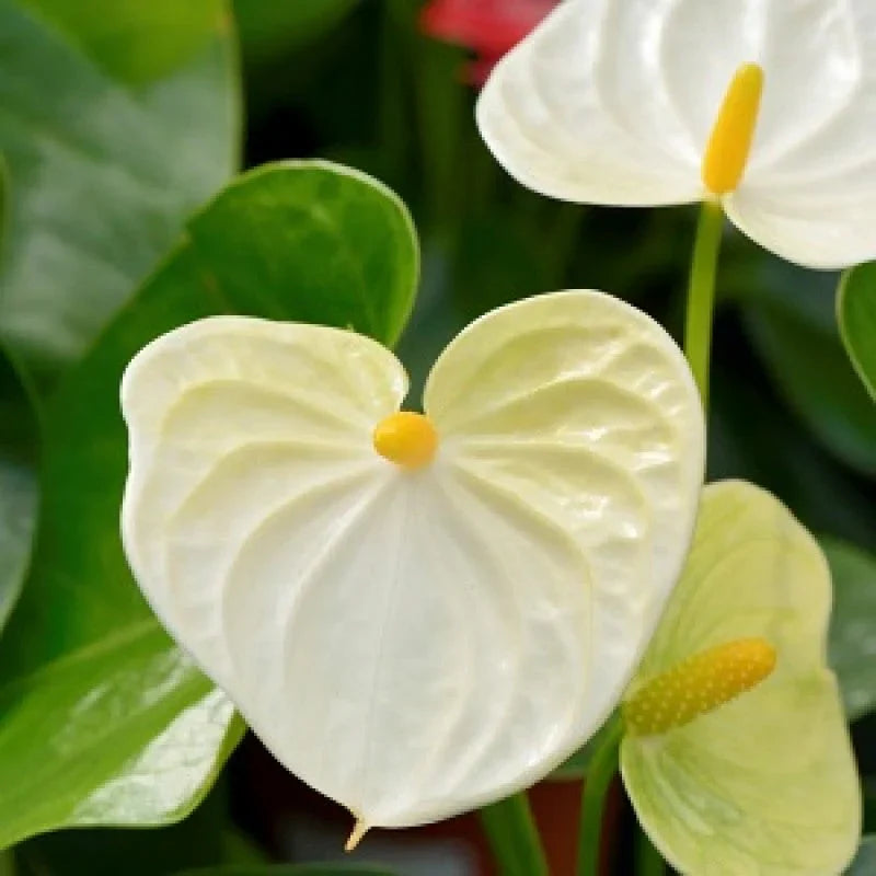 Anthurium Linden Gold Yellow Seeds - Grow Stunning Tropical Flowers