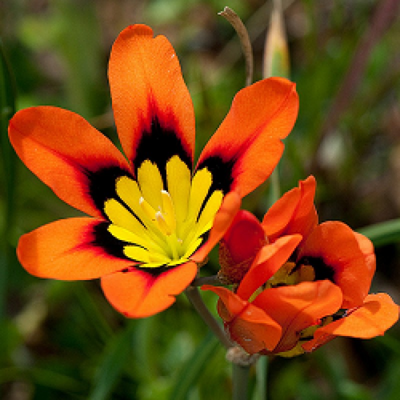 Orange And Black Sparaxis Flower Seeds For Easy Planting