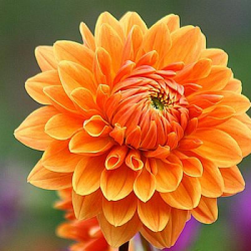 Light Orange Dahlia Seeds: Perfect For Colorful Planting Seeds