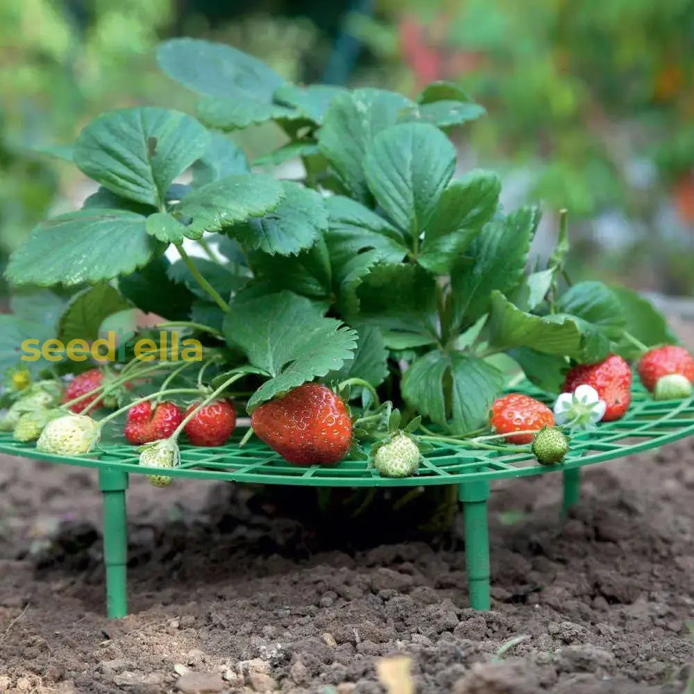 Plastic Strawberry Stand & Plant Support Rack – Balcony Planting Frame For Fruits Flowers And