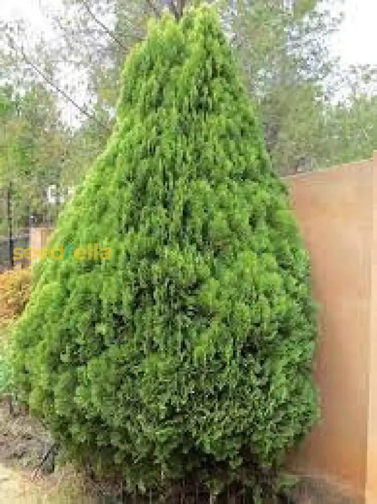 Platycladus Green Seeds For Easy Planting Plant Seeds