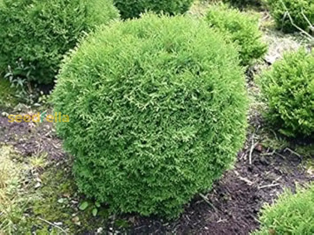 Platycladus Green Seeds For Easy Planting Plant Seeds