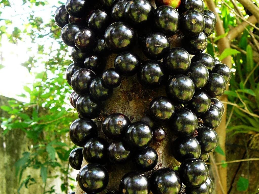 Plinia cauliflora Brazilian grape tree seeds producing glossy purple fruits