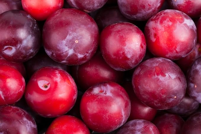 Young plum tree sapling growing in garden