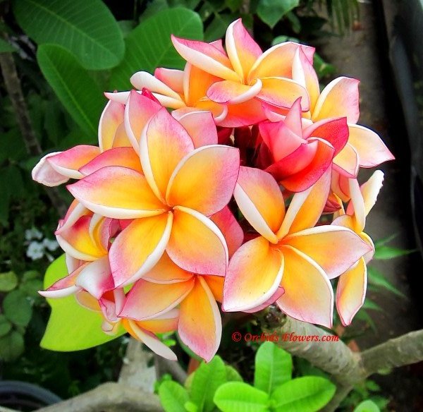 Graines de fleurs de frangipanier pêcher à planter