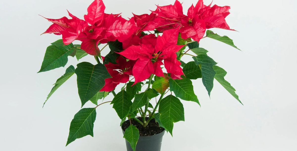 Poinsettia (Poinsettia Euphorbia) seeds for planting in home garden