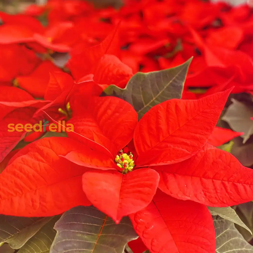 Poinsettia Seeds Christmas Star Perennial Drought Tolerant Landscape Hedges Screens Patio Container