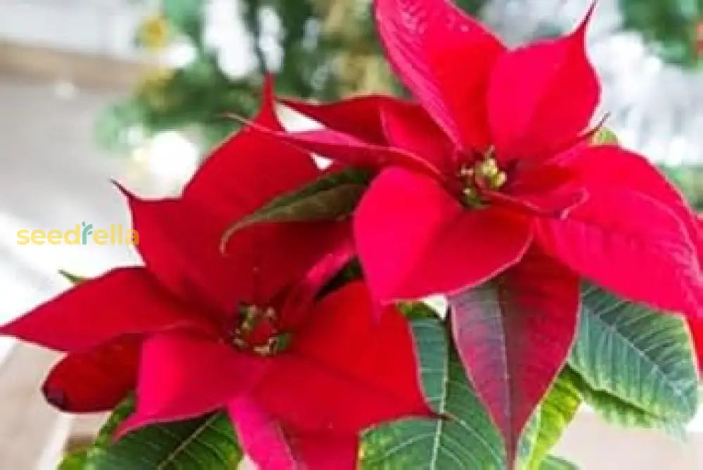 Poinsettia Seeds For Planting  Festive Holiday Flowers Flower