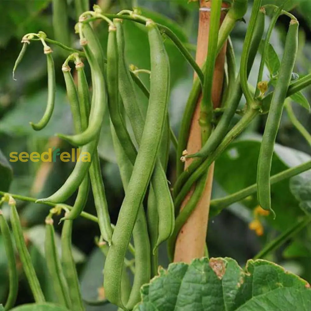 Close-up of crisp green pole bean pods