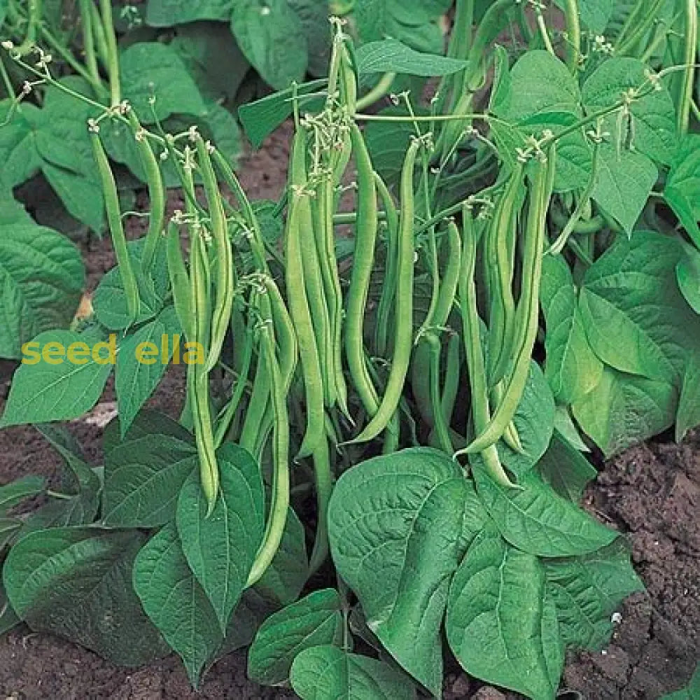 Pole Bean seeds growing guide