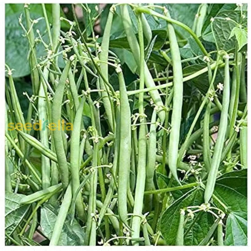 Pole Bean seeds for vertical gardening
