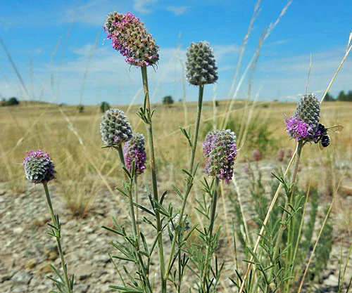 Dalea Purpurea Flowers Attracting Pollinators