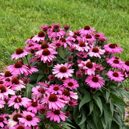Pollinators on White and Purple Echinacea Flowers