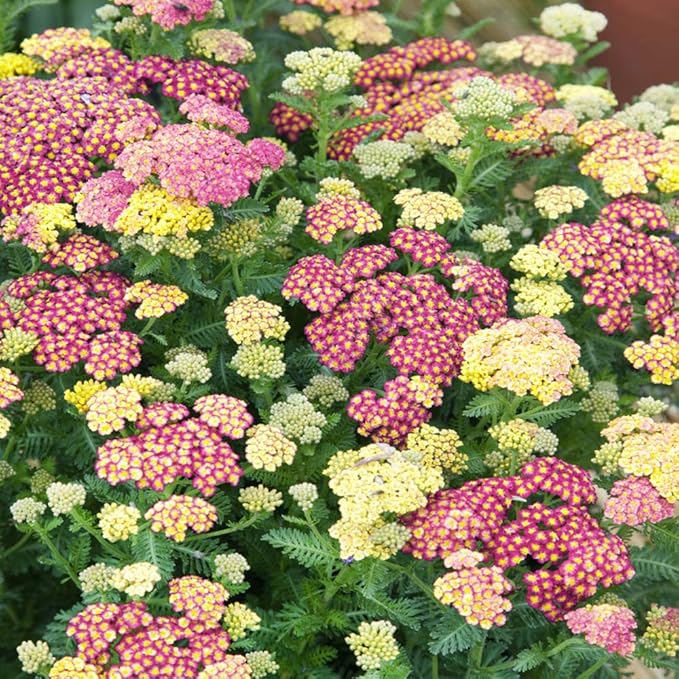 Mixed Yarrow Flowers Attracting Pollinators