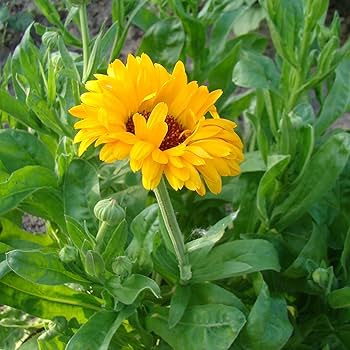Pollinator herb garden grown from assorted seeds