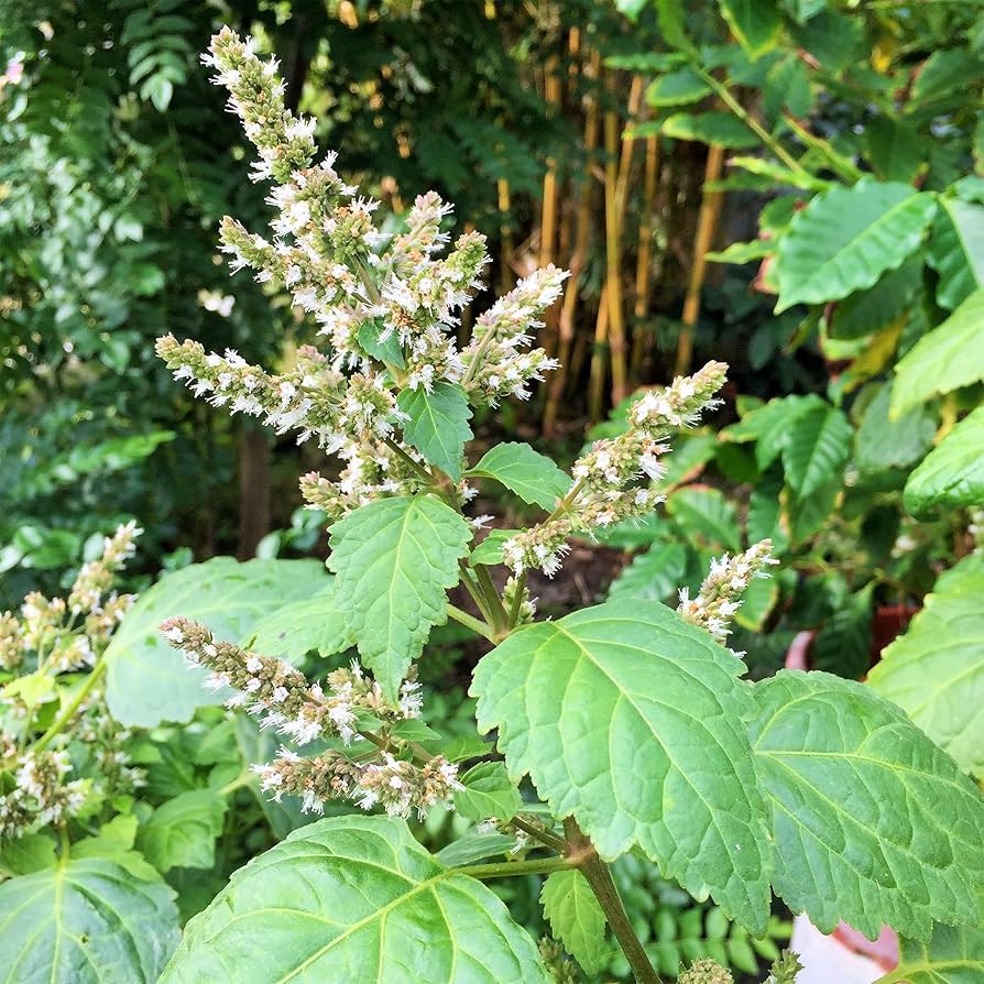 Bees Pollinating Java Indian Patchouli Pogostemon Heyneanus Flowers