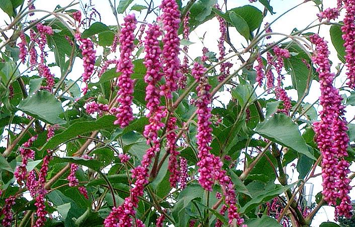 Polygonum orientale Princess Feather growing in full sun garden