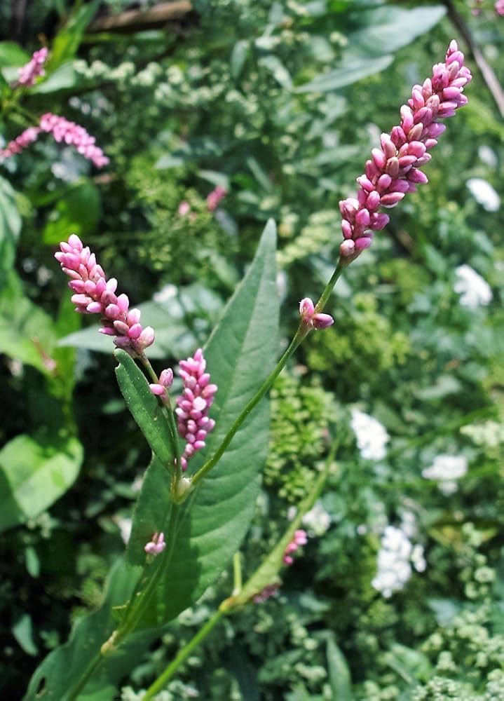 Pink Smartweed growing in wetland or marshy garden