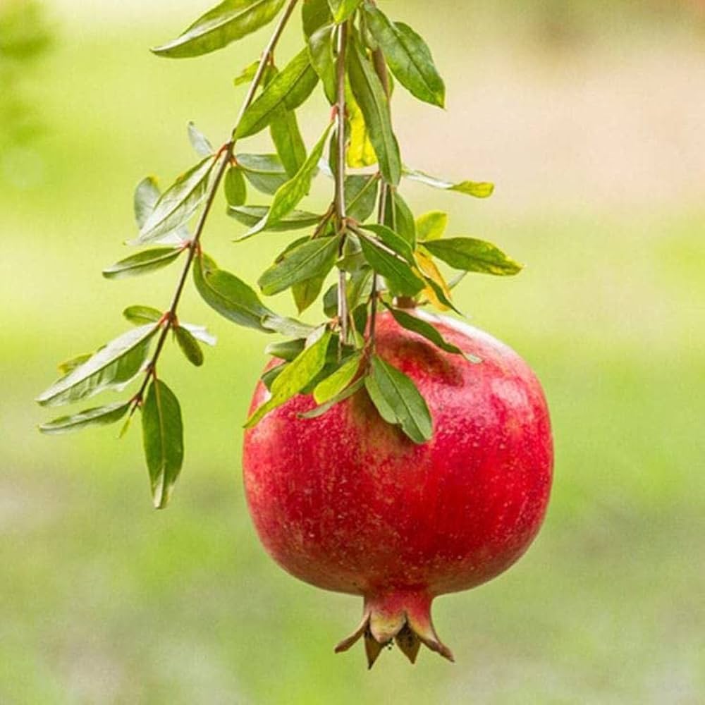 Pomegranate seeds for planting Punica granatum
