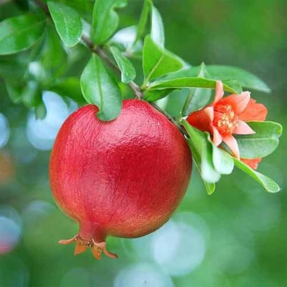 Pomegranate tree with red fruit