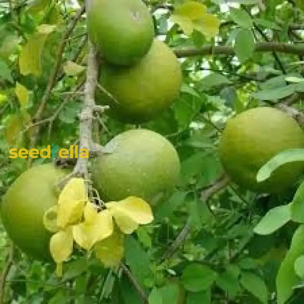 Pomelo Fruit Seeds For Planting - Grow Exotic Citrus At Home Sweet & Juicy Tree