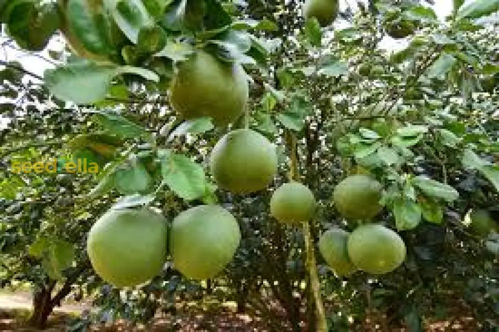 Pomelo Fruit Seeds For Planting - Grow Exotic Citrus At Home Sweet & Juicy Tree