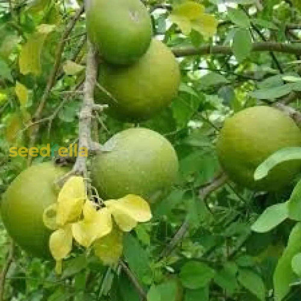 Pomelo Fruit Seeds For Planting - Grow Exotic Citrus At Home Sweet & Juicy Tree