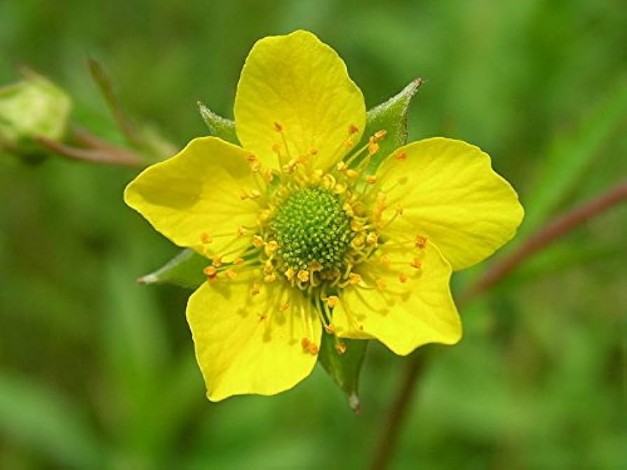 Yellow Flowers Growing Near Pond Edge