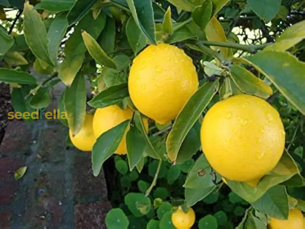 Ponderosa Lemon Tree Planting Seeds  Grow Your Own Citrus Indoors Or Outdoors Fruit