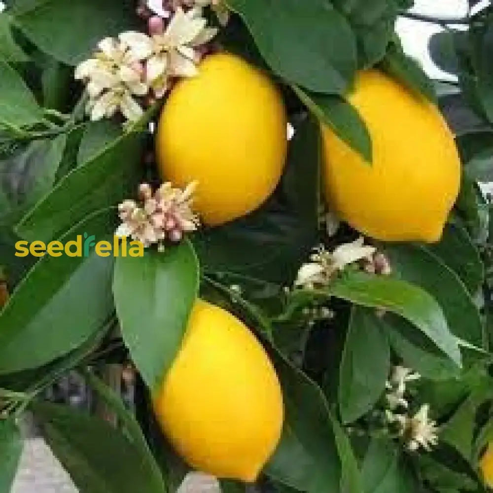 Ponderosa Lemon Tree Planting Seeds  Grow Your Own Citrus Indoors Or Outdoors Fruit